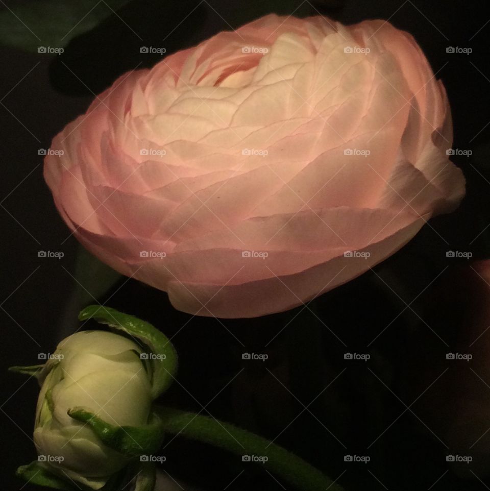 Ranunculus