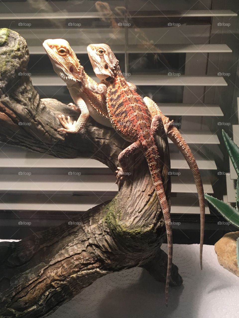 Bearded dragon