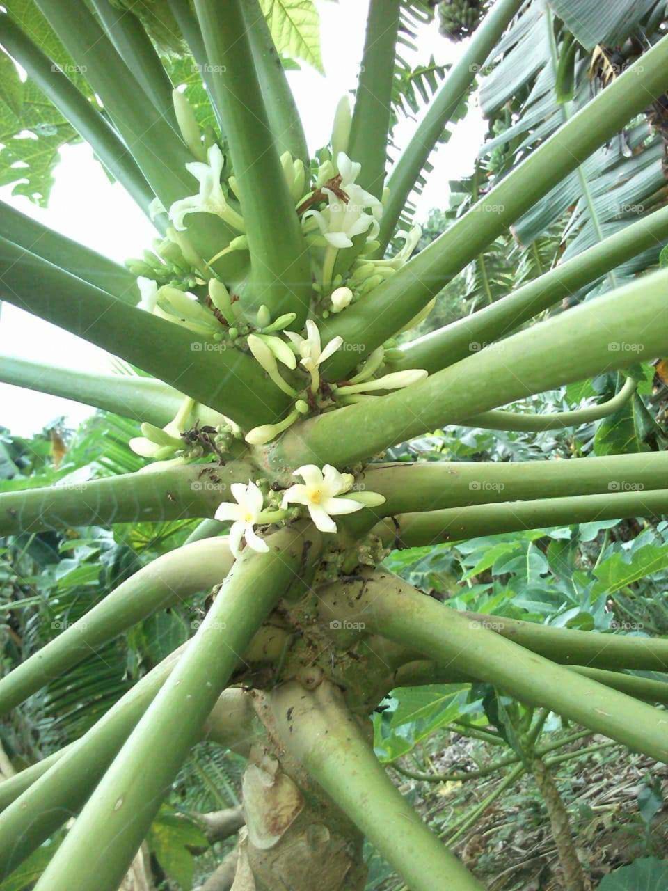 the papaya tree