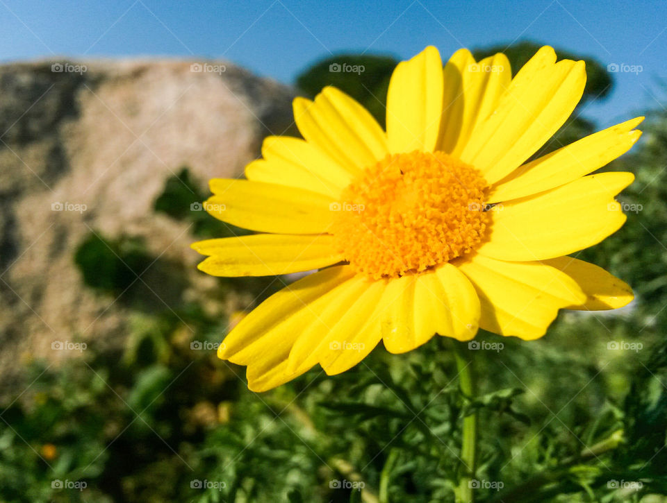 Elevated view of yellow flower