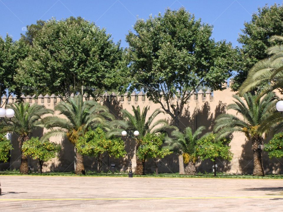 Palms of Morocco