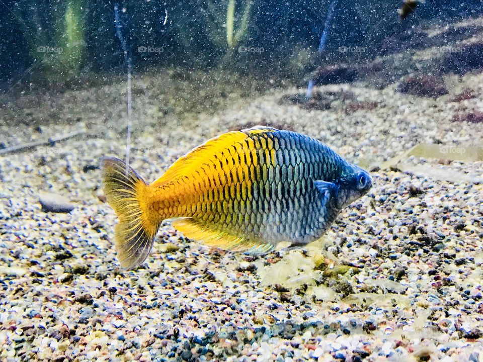 Bright blue and yellow ombré scaled fish on his way out of my camera range 