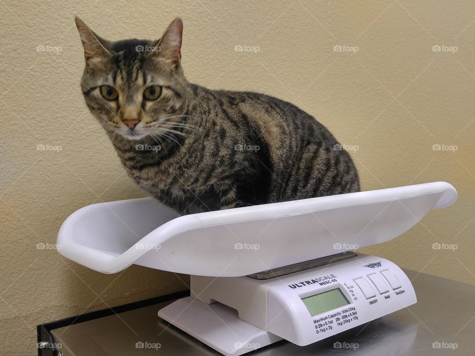 Cat at Vet on scale