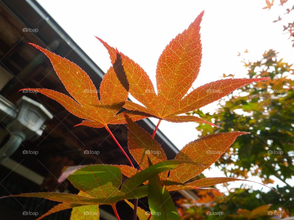 Red leaf