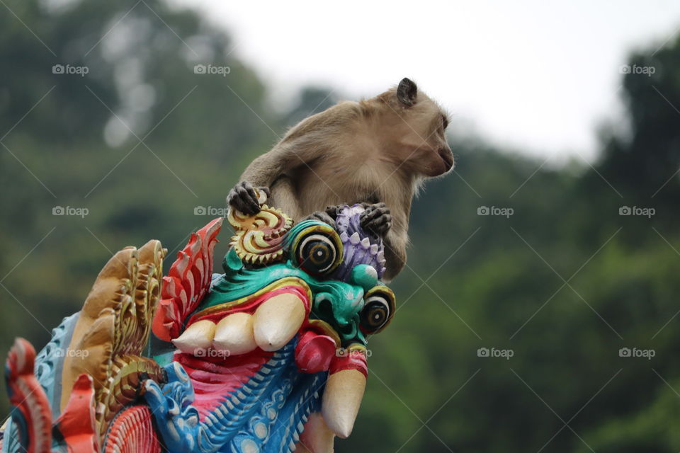 Monkey in Kuala Lumpur - Malaysia