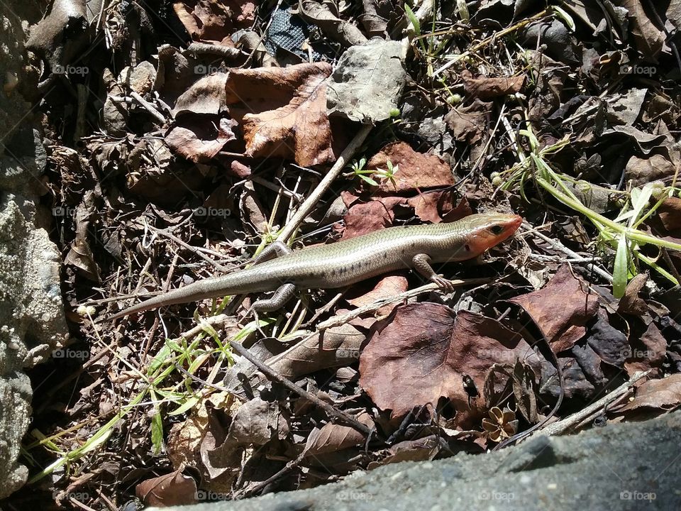 Lizard in my yard.
