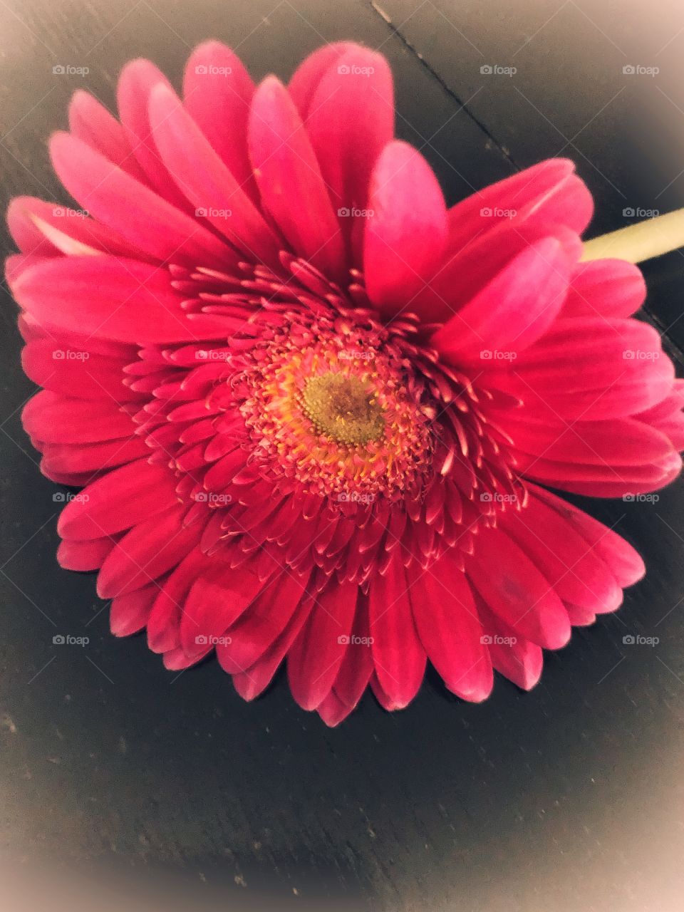 Flower closeup bright pink Gerbera daisy 