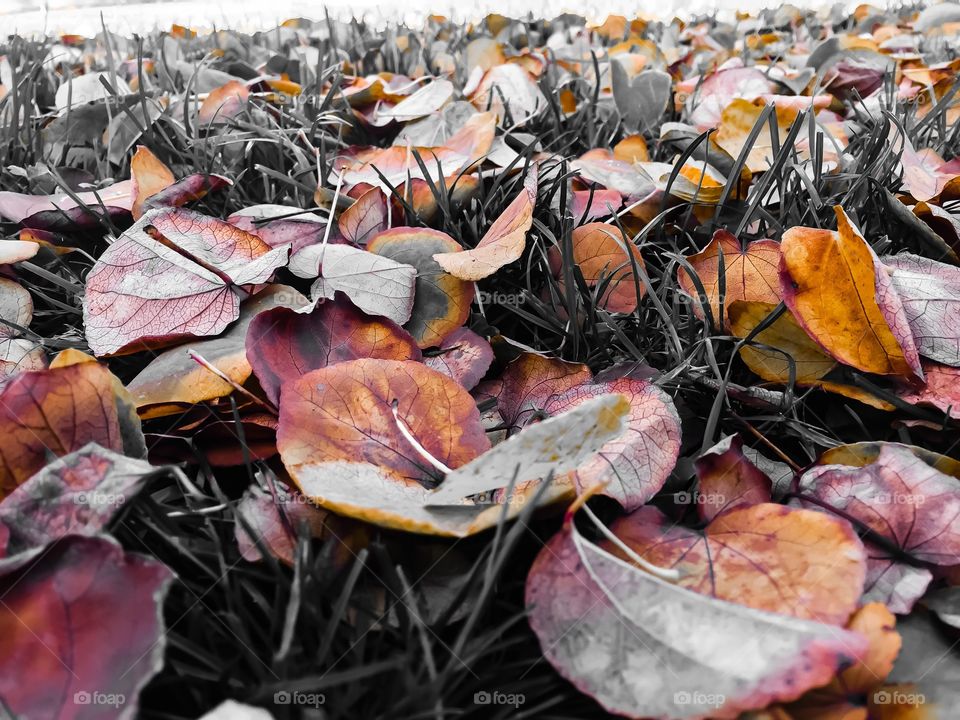 Signs of Autumn on a cold crisp morning 