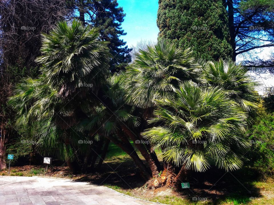 Tree, No Person, Nature, Outdoors, Travel