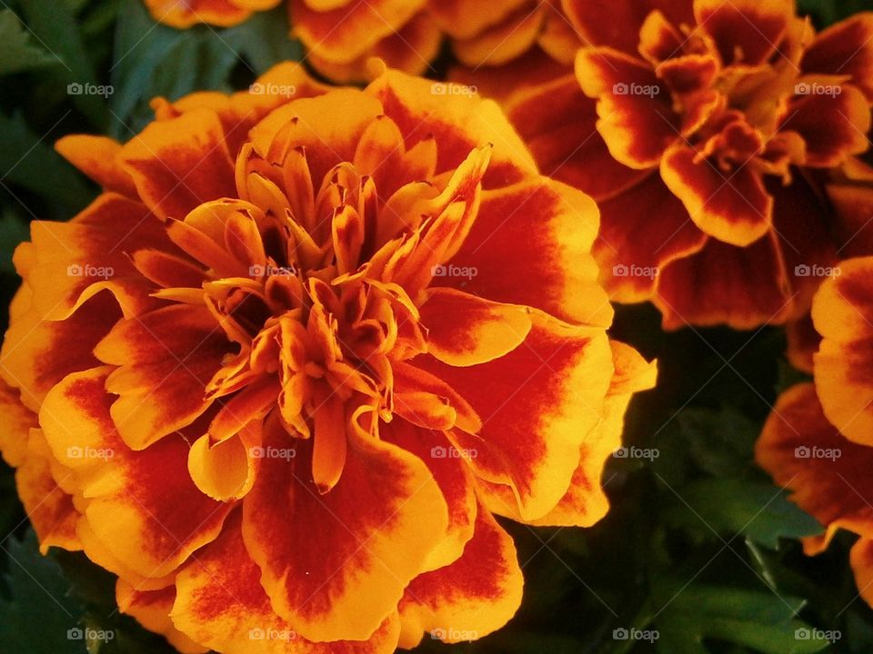 orange Delight