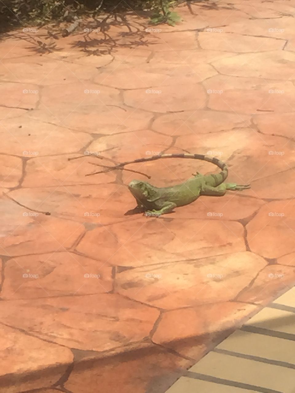 Lizard in Aruba. Lizard near the pool at an Aruba resort