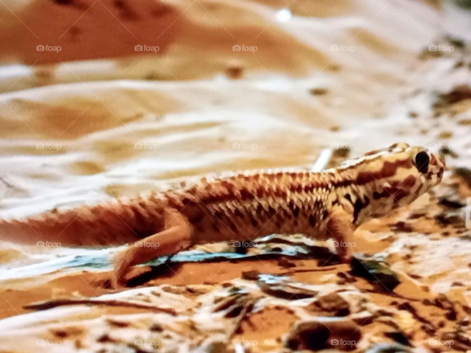 one reptile photography