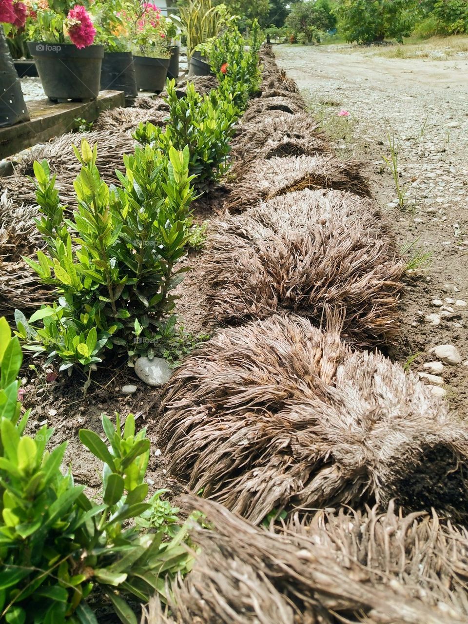 Organic fertilization of empty oil palm bunches on flower plants.