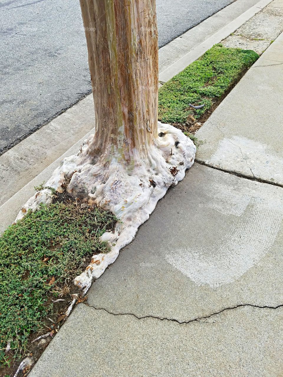 Tree Trunk fighting sidewalk for space!