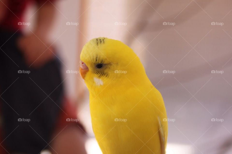 Yellow parakeet