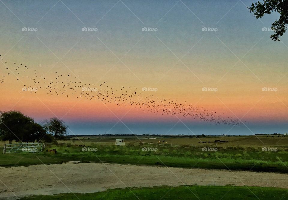 Flocks of birds at sunset