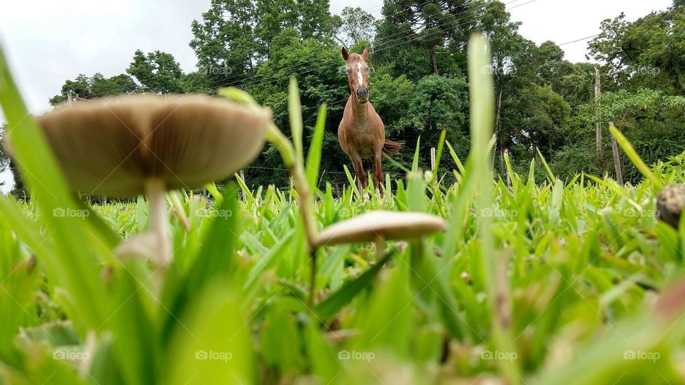 Cavalo  e sua beleza natural