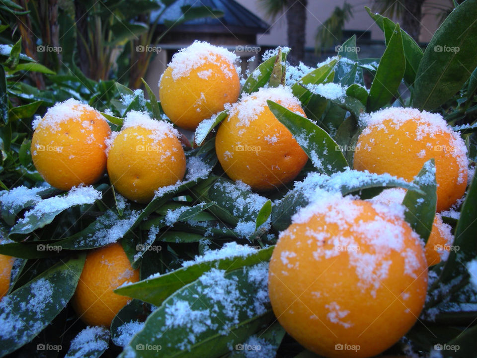 snow winter orange citrus by kirstiscott