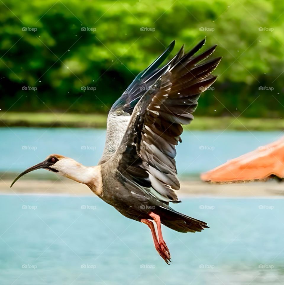 A beautiful flight of a bird