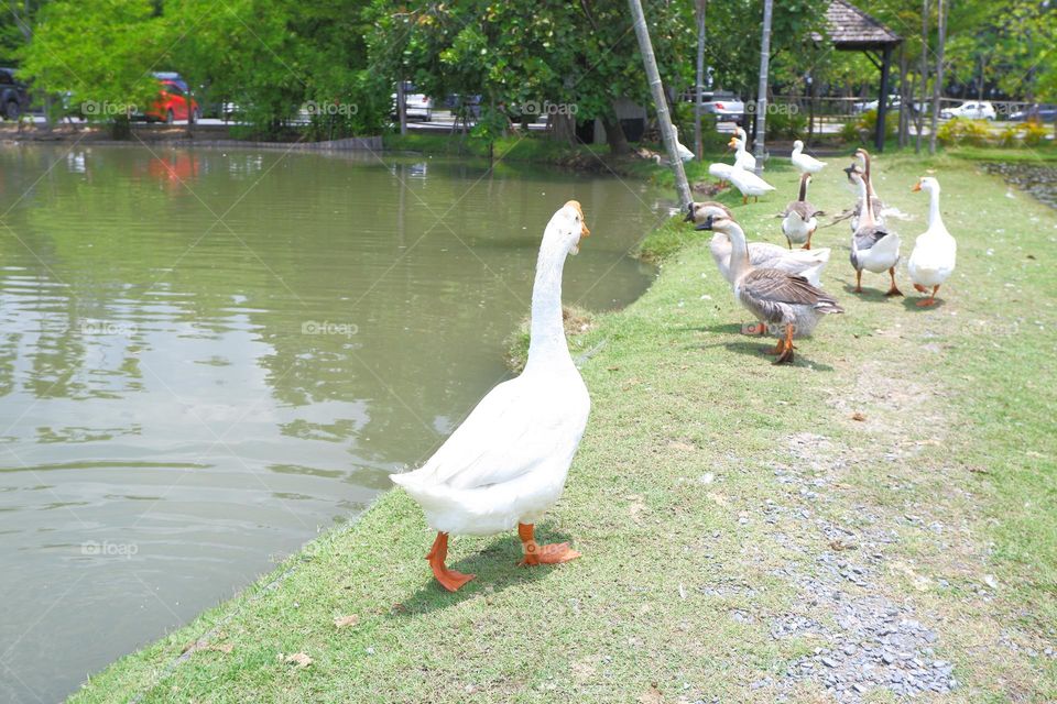 lion head goose walking with friends on the lawn by the water.