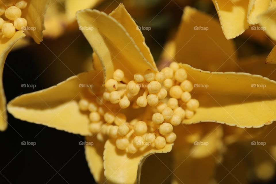 A soft yellow 