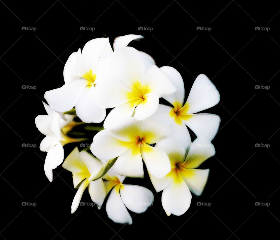 White flowers, yellow stamens, black background, known as platelets, relax in the spa.