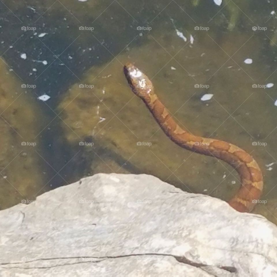 Brown water snake.