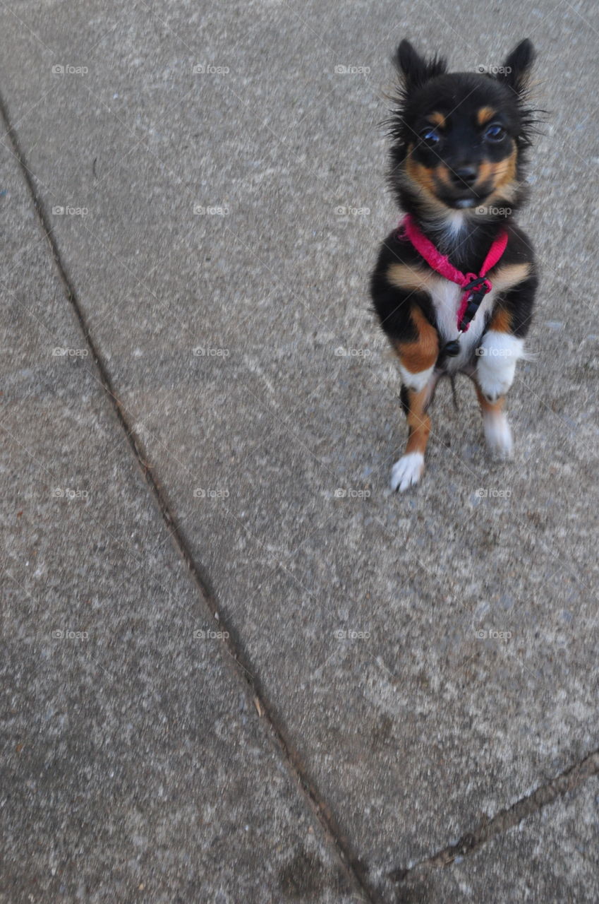 Chihuahua at attention