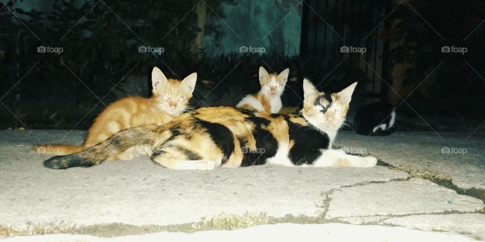 Local cat family