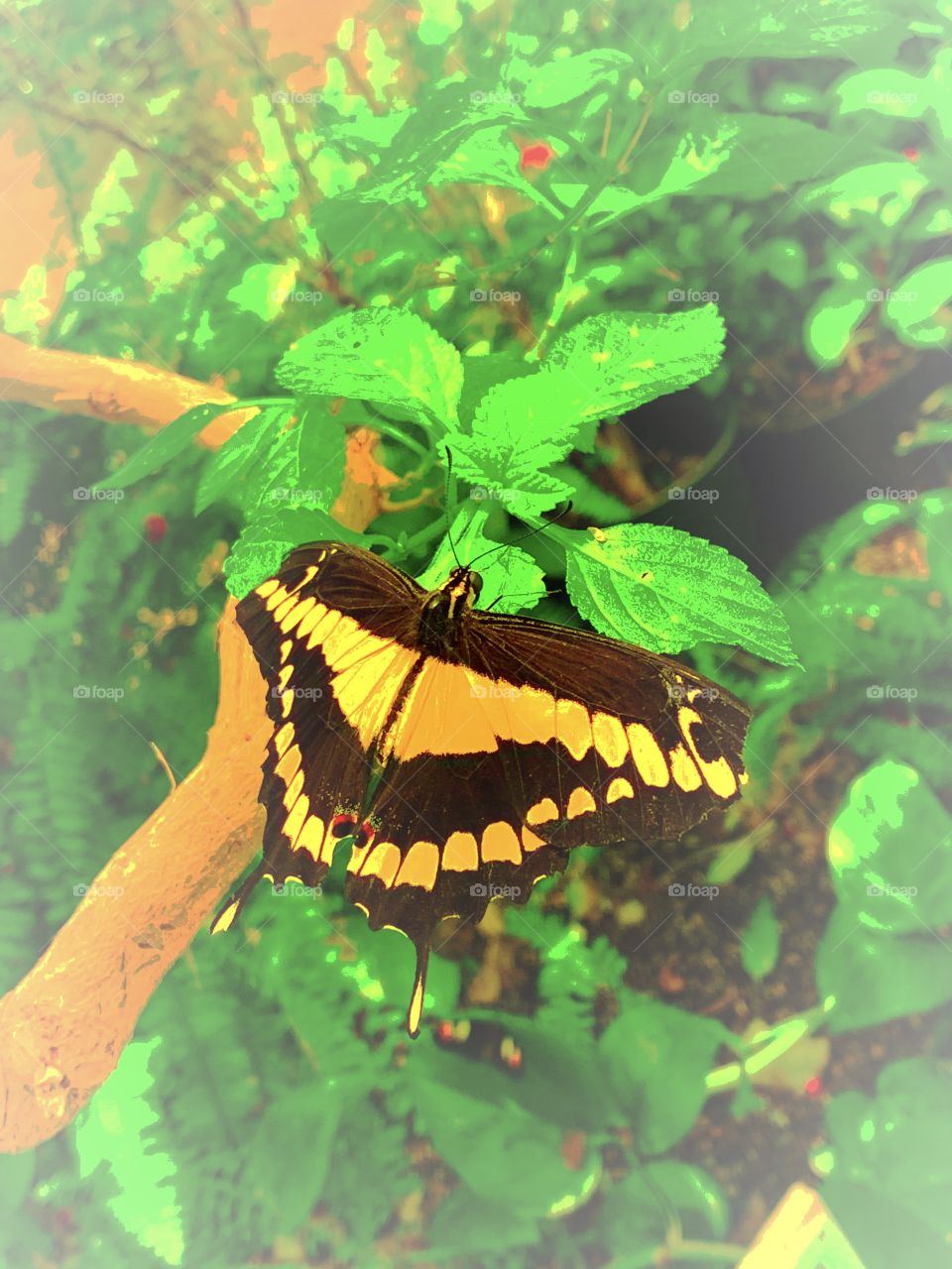 Yellow and black butterfly on leaf