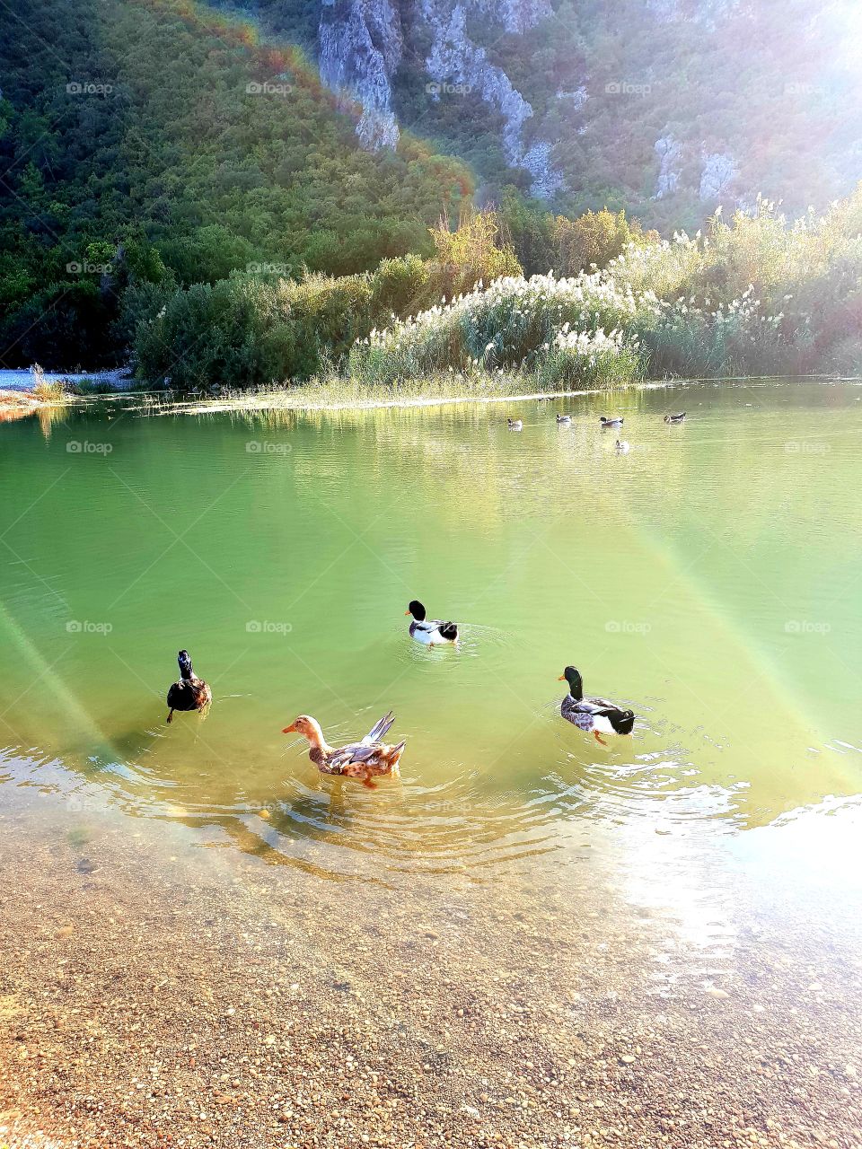 Утки на реке!Dags on the river