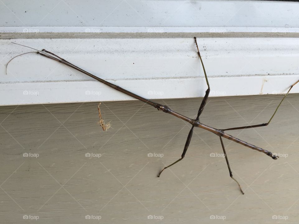 Walking stick