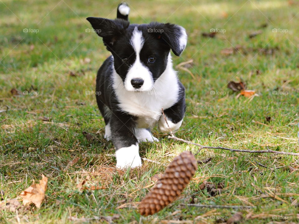 Animal, Cute, Mammal, Dog, Grass