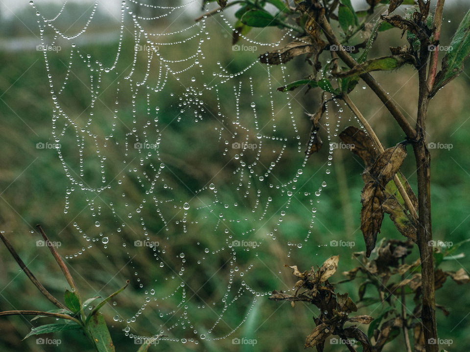 Spiderweb. Drops.