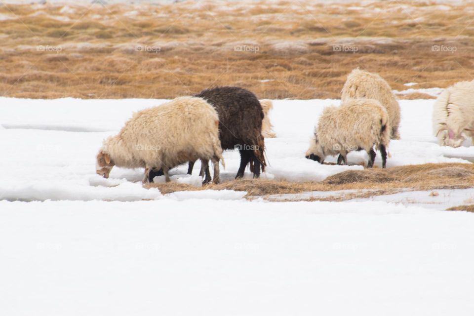 sheep on the frozen lake