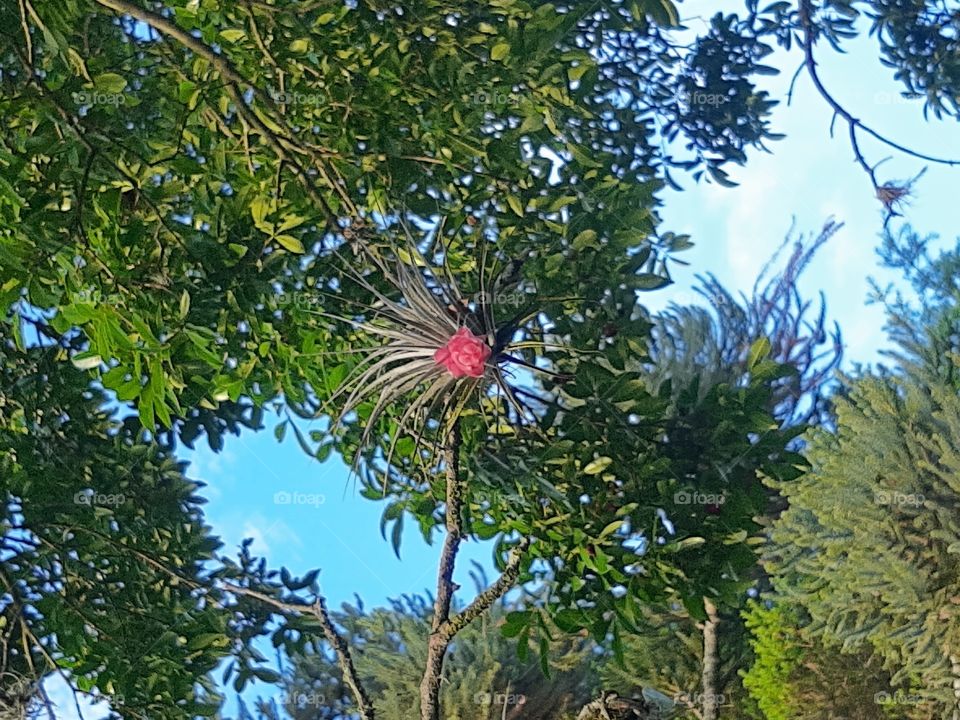 pink tillandsia on a tree