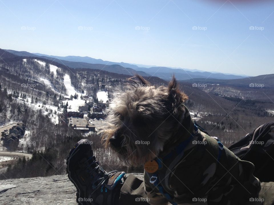 View of Killington from the top of Deer Leap with the hiking pup