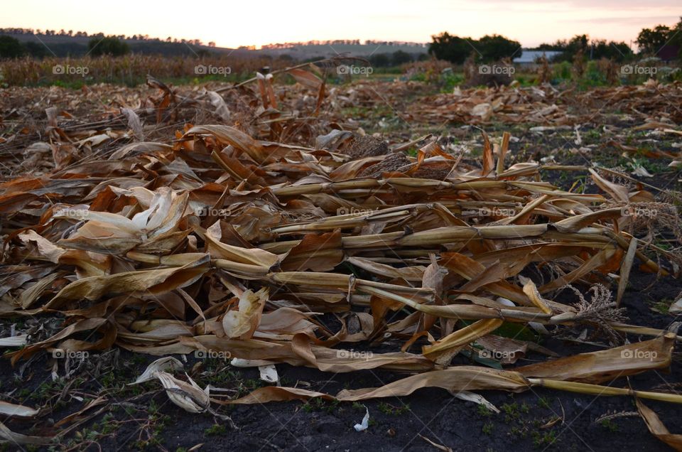 Autumn in the village