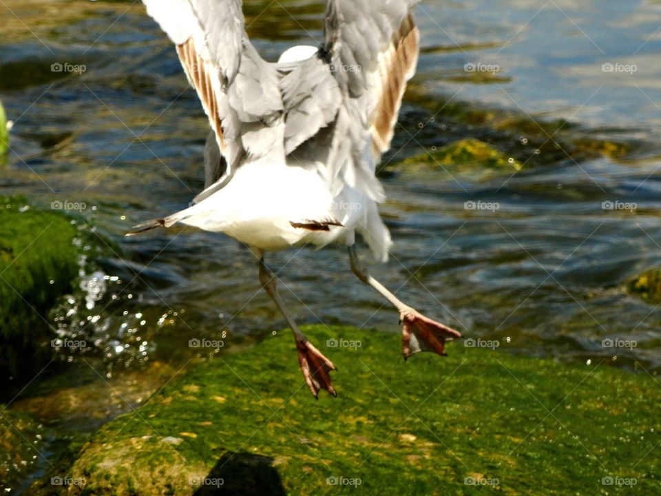 Seagull taking off