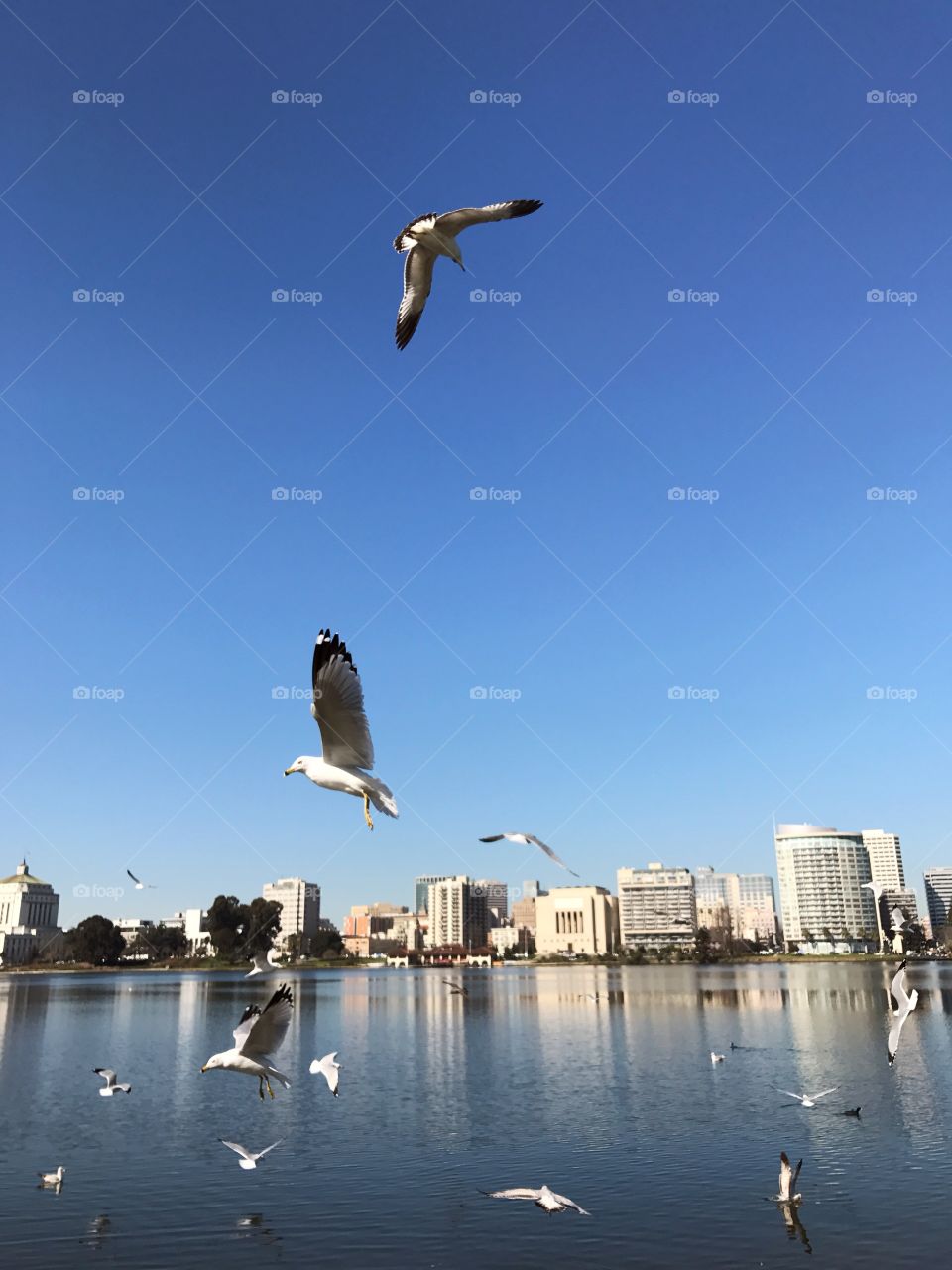 Lake Merritt, Oakland, California 