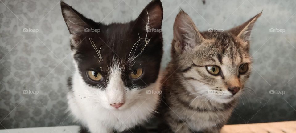 two lkittens set near each