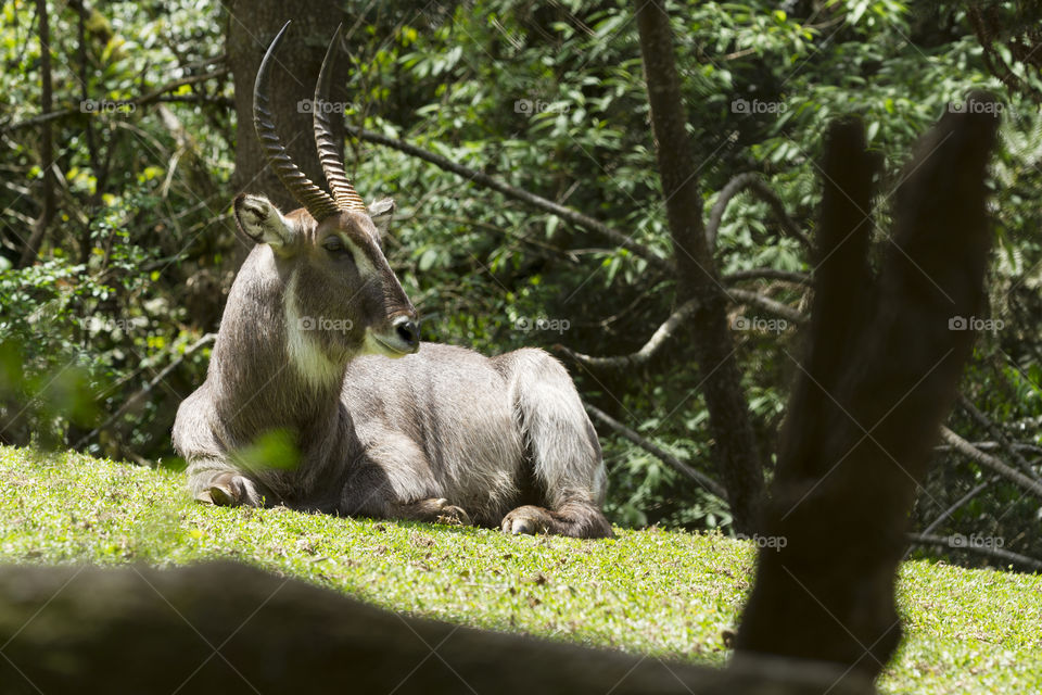 Waterbuck ( Kobus ellipsiprymnus ).