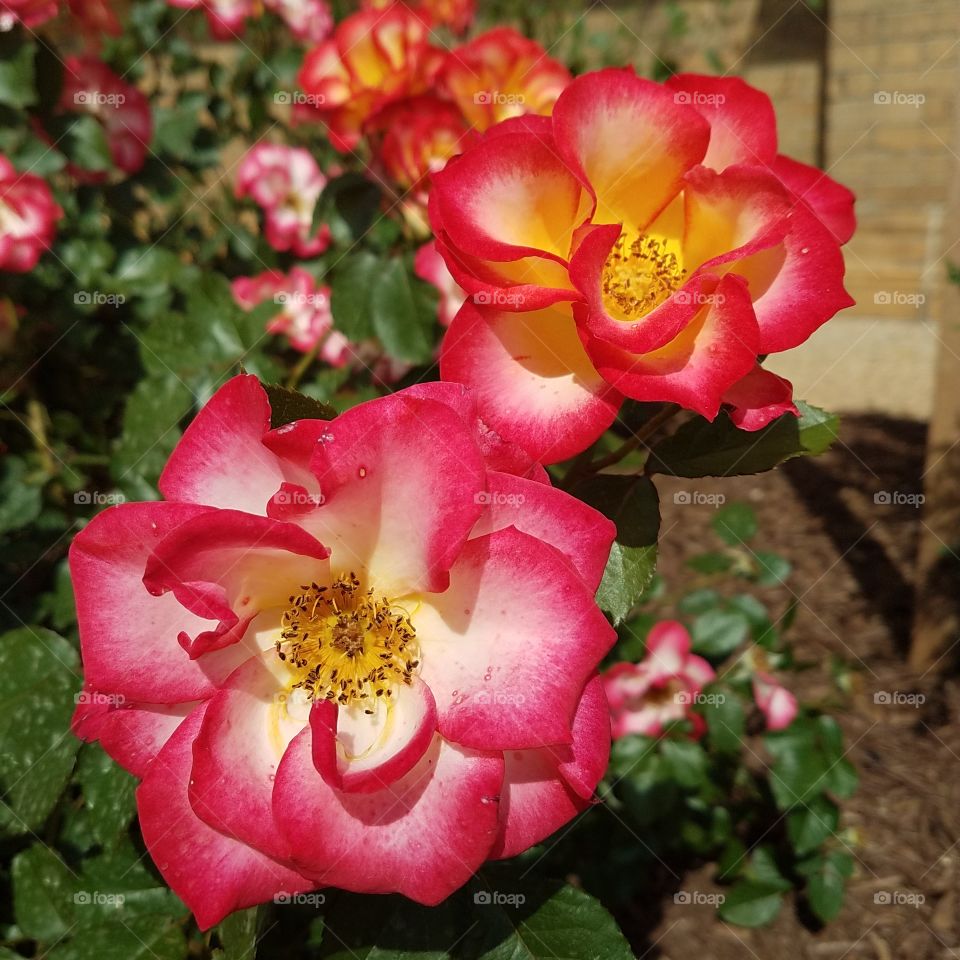 vibrant roses