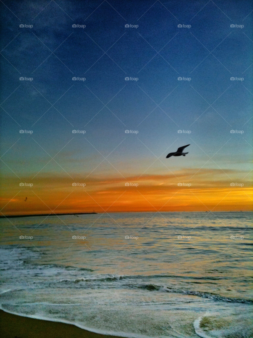 seal beach beach ocean sky by analia