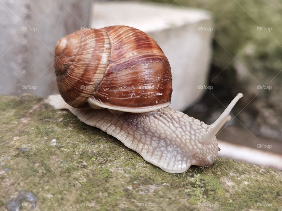 Snail