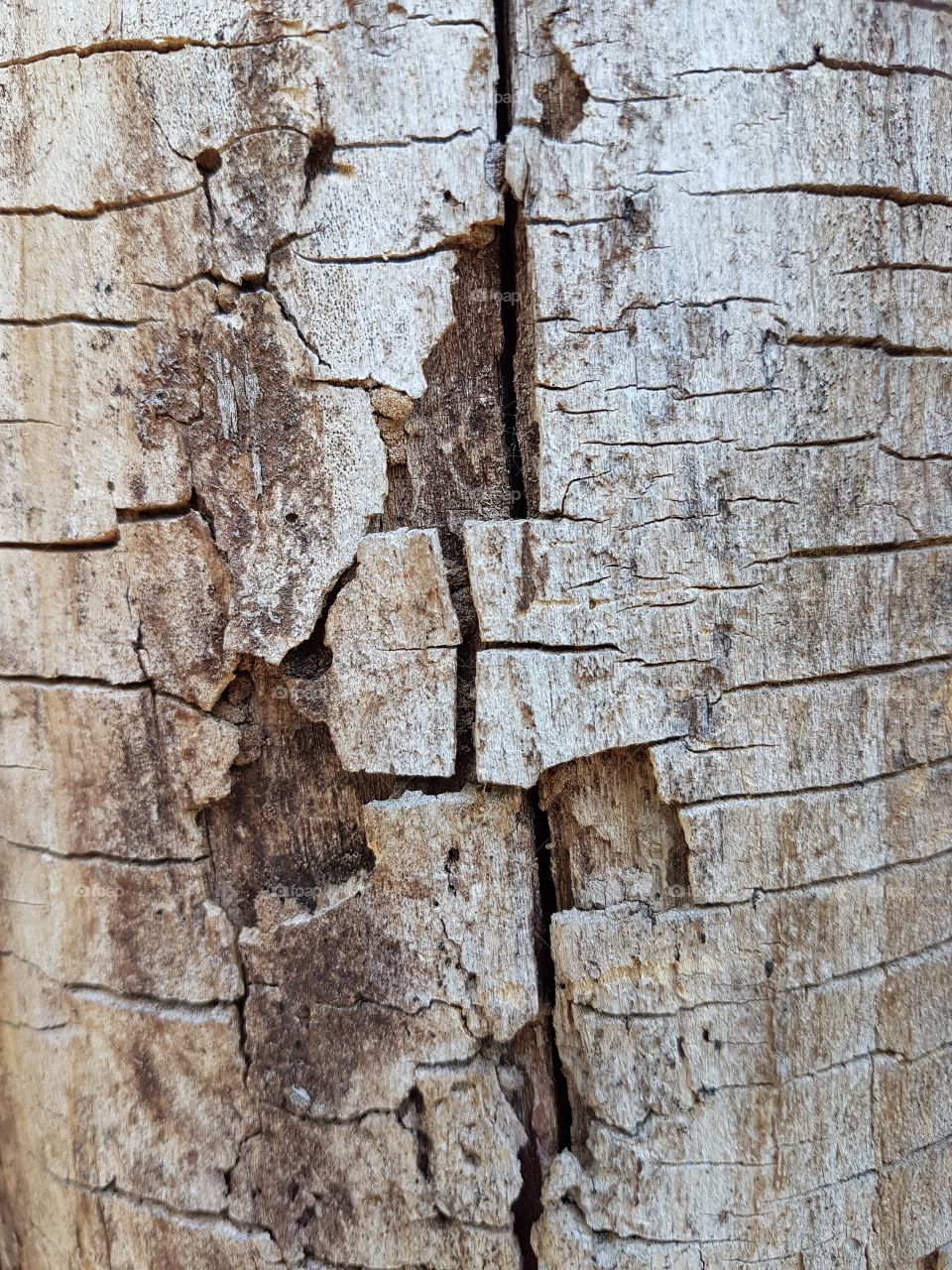 wood texture