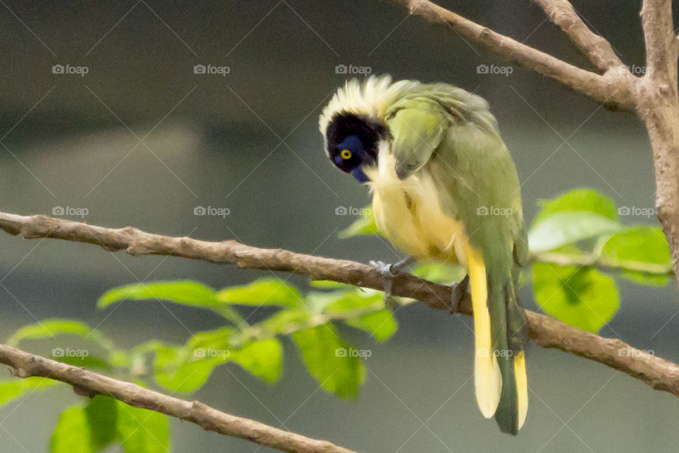 Bird perching on branch