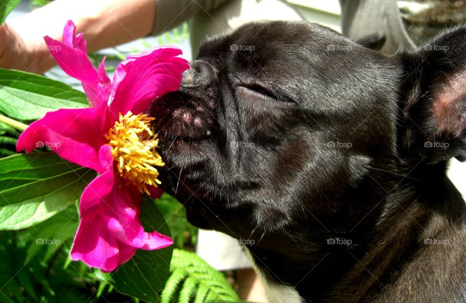 virgule smelling flowers