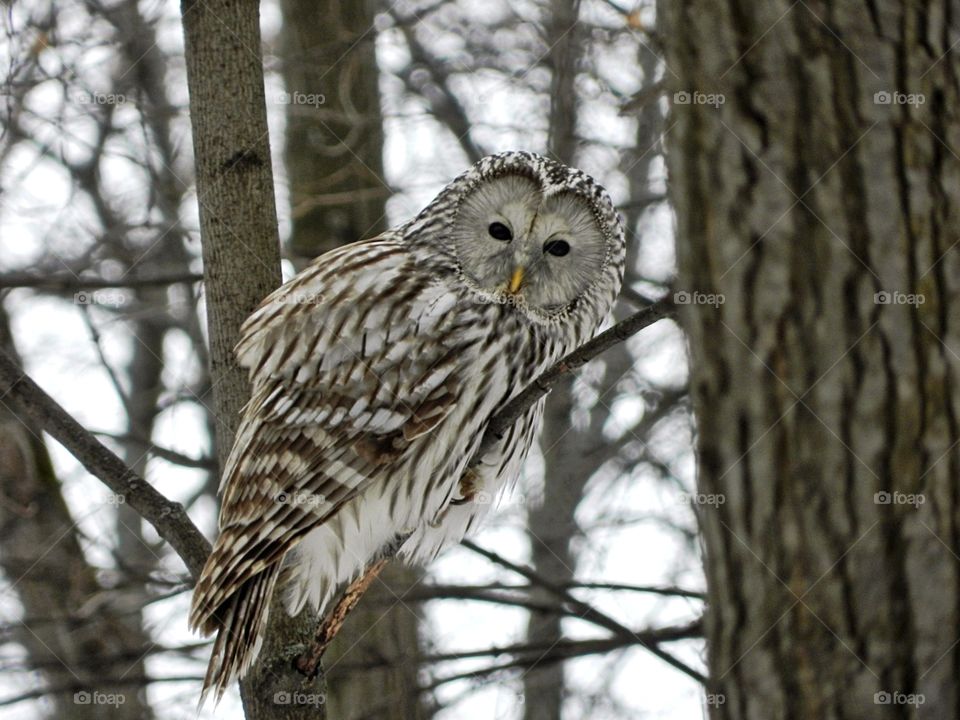 Ural owl in forest