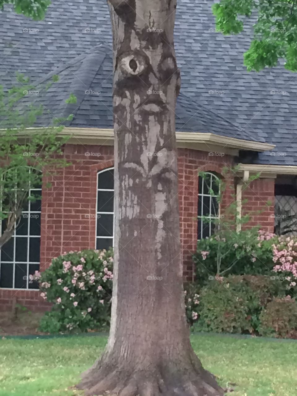 Face in the Tree